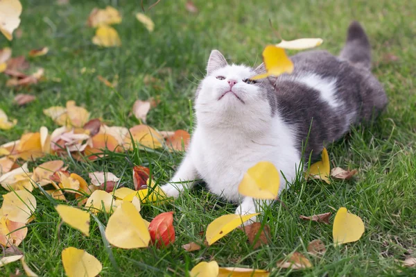 Güzel pofuduk bir kedi sonbaharda doğanın kuru yapraklarına oturur.
