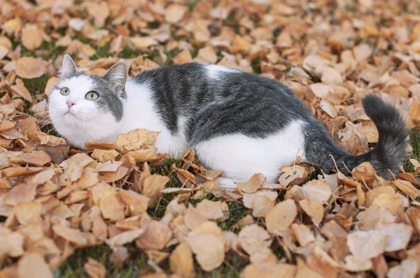 Un hermoso gato esponjoso se sienta en otoño hojas secas en la naturaleza en f —  Fotos de Stock