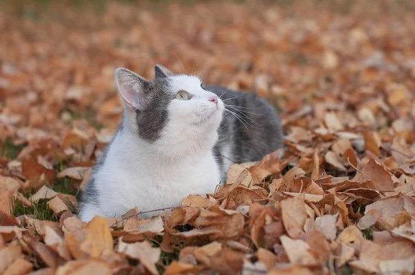 Um gato fofo bonito senta-se no outono folhas secas na natureza em f — Fotografia de Stock