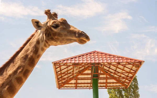 Girafe Lat Giraffa Camelopardalis Est Mammifère Ordre Des Artiodactyla Famille — Photo