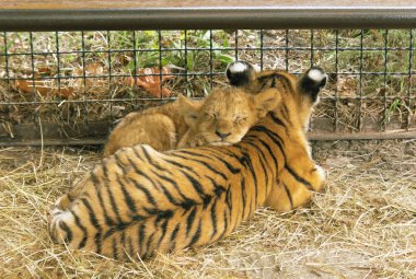 Bir aslan ve kaplan bir yırtıcı memeliler, iki cins panter dört üyesi büyük kediler kedi ailenin parçası içinde alt ile ilgili. Aslan ve kaplan yaşayan kediler en büyüğü, bazı erkekler kütlesi 250 ulaşabilirsiniz 