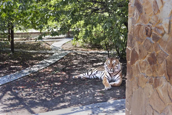 Tiger, beautiful powerful animal, mammal predator