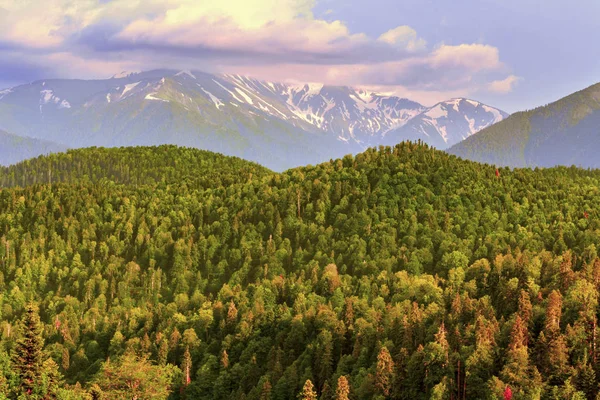 Paisaje Nocturno Montañas Nevadas Boscosas República Adygea Principios Verano — Foto de Stock