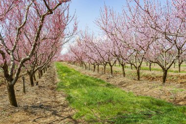 Bahar, çiçekli meyve ağaçları, çiçeklenme sırasında Rusya'nın Krasnodar bölgesinde resimde şeftali bahçesi