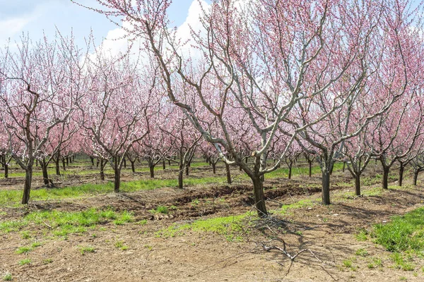 Trädgård Med Persikoträd Blomningen — Stockfoto