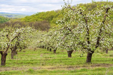 çiçekli sırasında Elma ağaçları ile meyve bahçesi