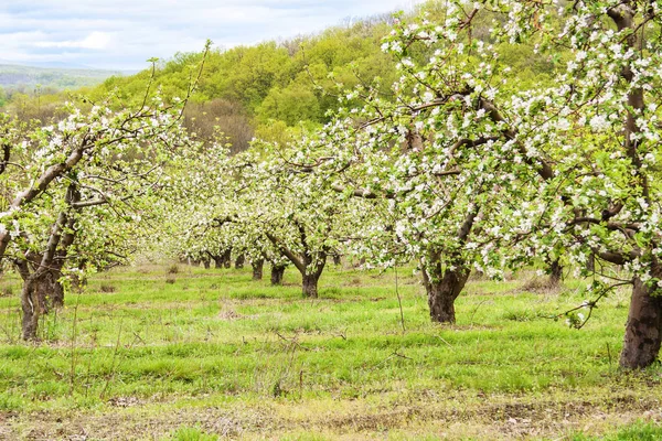 Våren Blomade Fruktträd Bilden Blomman Ett Äppelträd Fruktträdgård Krasnodar Regionen — Stockfoto