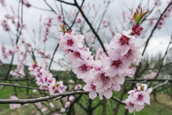 peach fruit tree branches during flowering with flowers