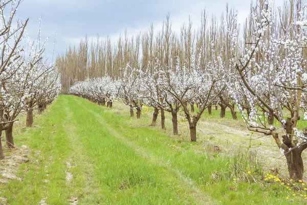 Orchard Plum Trees Flowering — Stock Photo, Image