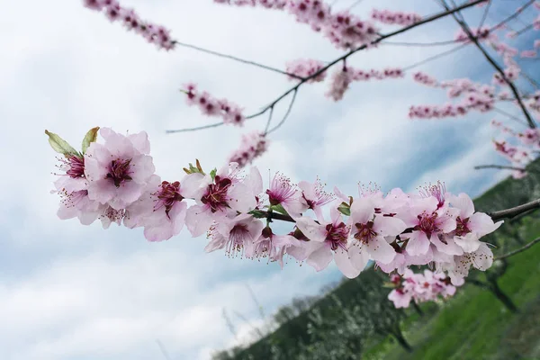 Spring, bloomed fruit trees, in the picture blooming branch of a fruit tree peach in orchard in the Krasnodar region of Russia during flowering