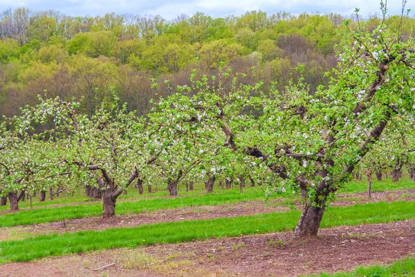 Çiçekli Sırasında Elma Ağaçları Ile Meyve Bahçesi — Stok fotoğraf