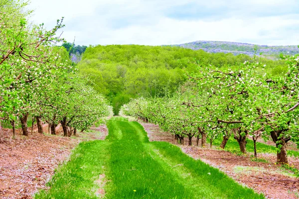 Flowering Trees Apple Orchard Located Hillside — Stock Photo, Image