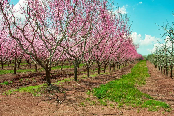 Persika Fruktträd Grenar Blomning Med Blommor — Stockfoto