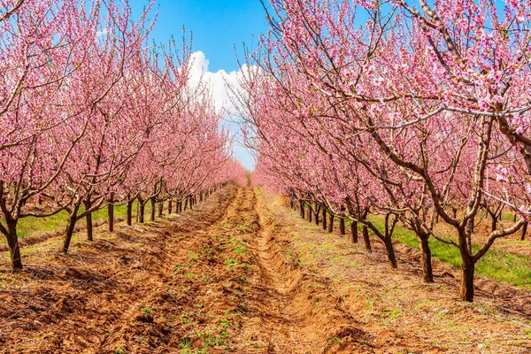 peach fruit tree branches during flowering with flowers