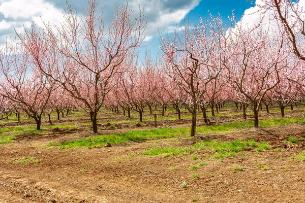 Ramos Árvore Frutas Pêssego Durante Floração Com Flores — Fotografia de Stock