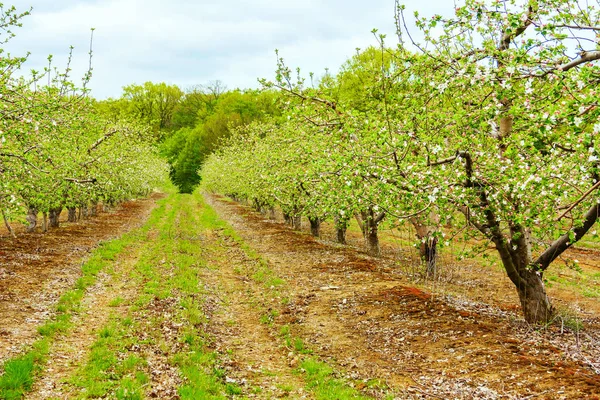 Orchard Apple Trees Flowering — Stock Photo, Image