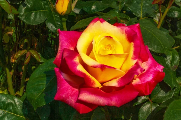 Rosa Hermosa Flor Inusual Agradable Vista Una Agradable Combinación Colores — Foto de Stock