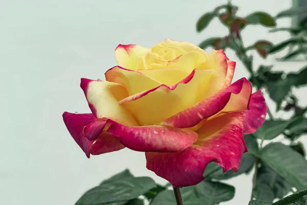 Completamente Abierto Dos Tonos Con Muchos Tonos Flor Planta Rosa — Foto de Stock