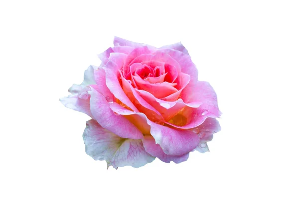 Completamente Abierto Suavemente Rosa Con Muchos Tonos Flor Planta Rosa — Foto de Stock