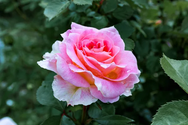 Totalmente Abierto Suavemente Rosa Con Muchos Tonos Hermosa Planta Flor — Foto de Stock