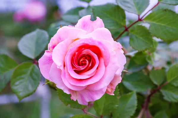 Totalmente Abierto Suavemente Rosa Con Muchos Tonos Hermosa Planta Flor — Foto de Stock