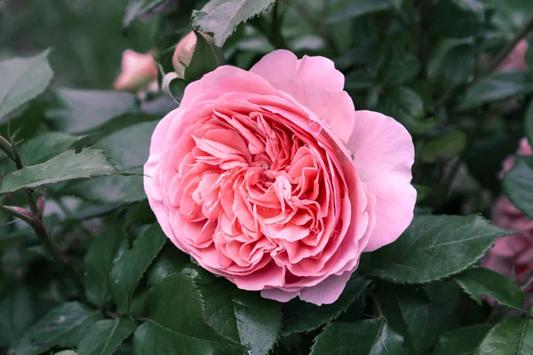 Completamente Abierto Suavemente Rosa Con Muchos Tonos Flores Preciosas Plantas — Foto de Stock