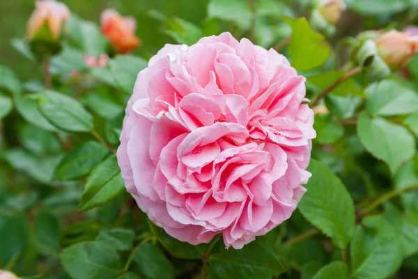 Полностью Открытые Нежно Розовые Множеством Оттенков Прекрасные Цветки Английских Роз — стоковое фото