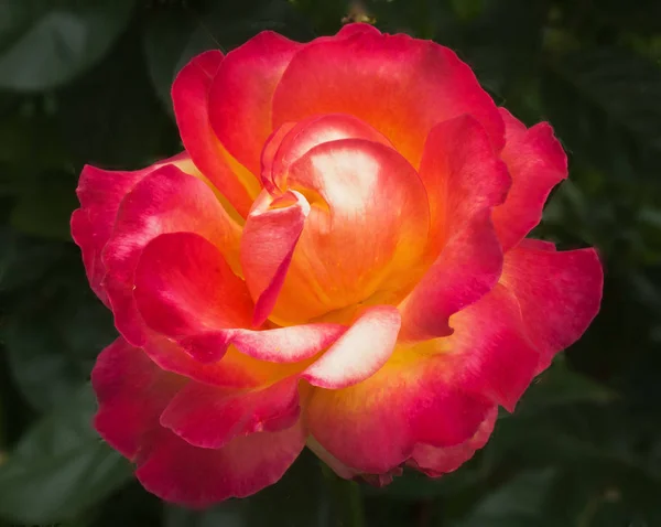 Rosa Roja Hermosa Flor Inusual Agradable Vista Una Agradable Combinación — Foto de Stock