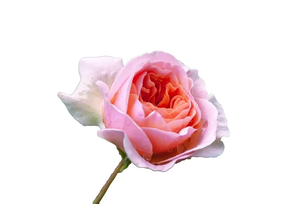 Rosa Hermosa Flor Inusual Agradable Vista Una Agradable Combinación Colores — Foto de Stock