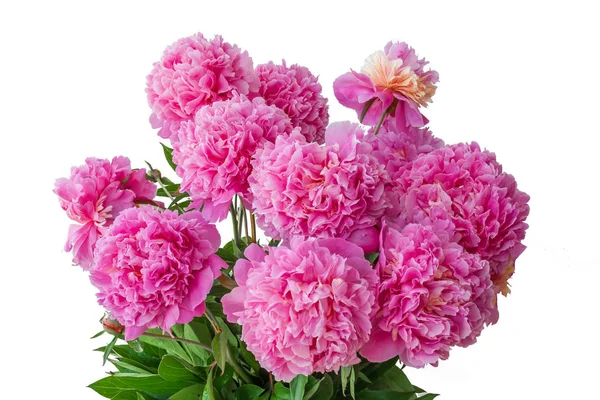 Ramo Grande Flores Peonía Aislado — Foto de Stock