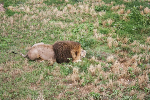 Leão Grande Macho Disfarçou Preparou Para Atacar Leão Grande Animal — Fotografia de Stock