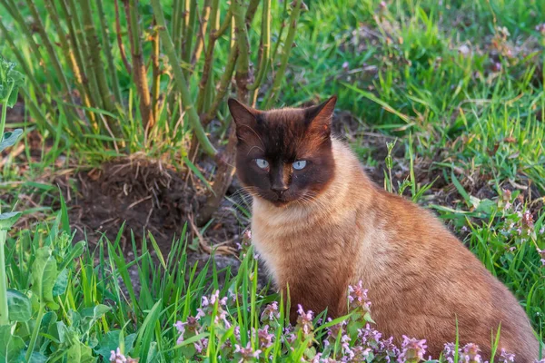 evcil kedi yetişkin Siyam boyama Siyam kedi turuncu, çiçekler ve çim arasında mavi gözlü kahverengi renk oturan ve kameraya bakarak