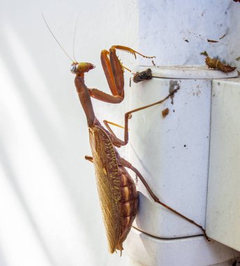 Peygamberdevesi Güney Avrupa 'da Portekiz' den Türkiye ve Ukrayna 'ya dağıtılır.