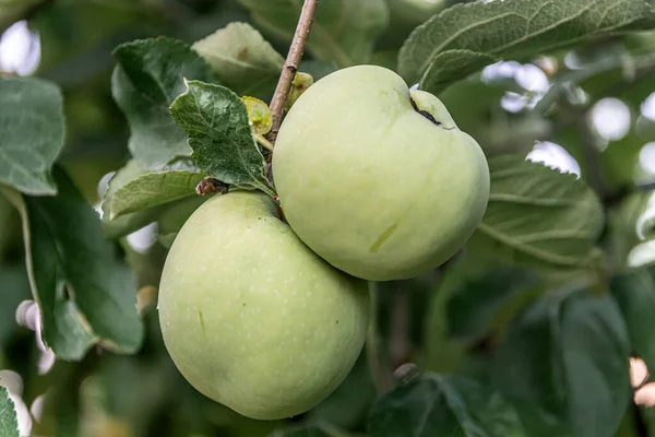 Två Gröna Äpplen Trädgård Trädgren — Stockfoto