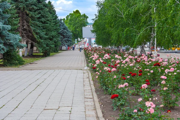 Komsomolsky Prospekt Zona Peatonal Ciudad Abinsk Del Territorio Krasnodar Son — Foto de Stock