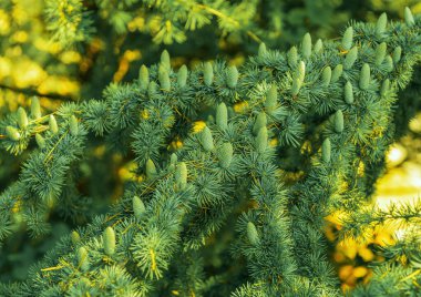 Arkaplan, dalların bir fotoğrafının dekorasyonu, her zaman yeşil kozalaklı kozalaklı ağaçların pençeleri, Noel için sedir, çam ağacı ve yeni yıl için.