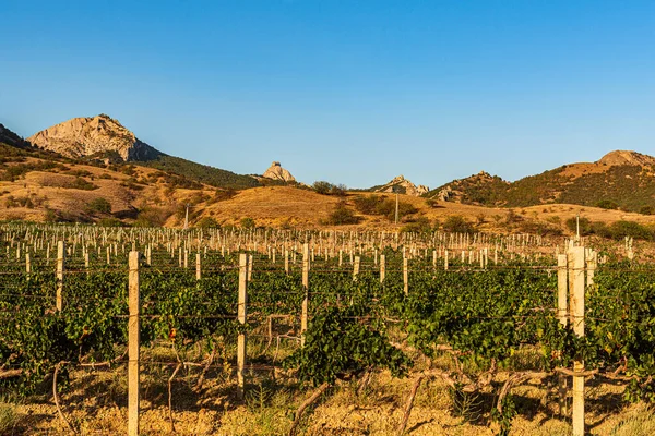 Paisaje Las Montañas Crimea Con Viñedos Que Crecen Ellos Crimea — Foto de Stock