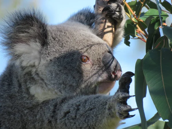 Wild koala reaching for gum leaves