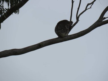 Koala bir uzuv üzerinde uyku