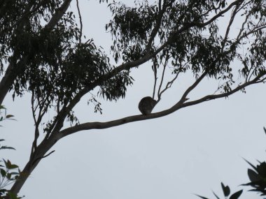 Ağaç dalında vahşi koala silueti