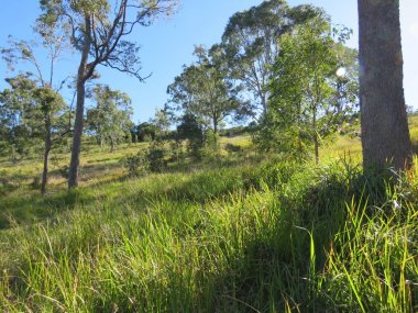 Regenerating native bush in an Australian setting clipart