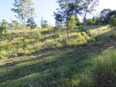 Yerli Avustralya çalı rejenerasyon