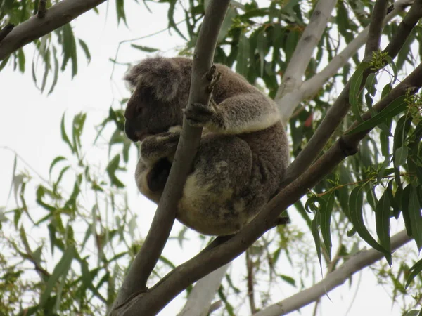 Koala in gum tree in the wild