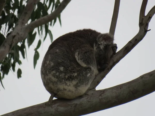 Klassisk Sovande Koala Det Vilda — Stockfoto