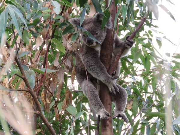 Giovane Koala Maschio Appeso Sciolto Albero Gengivale — Foto Stock