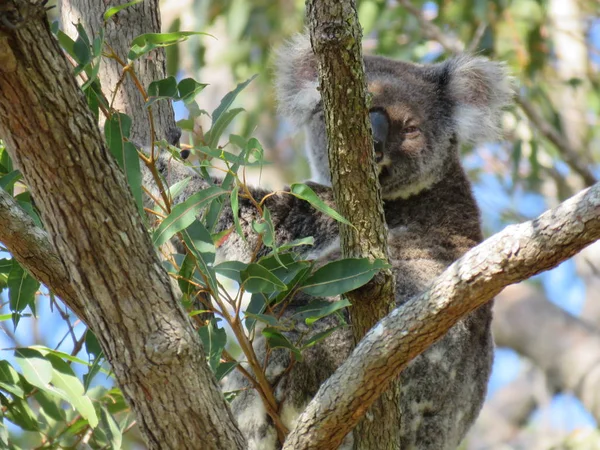 Koala Kikar Från Ett Träd — Stockfoto