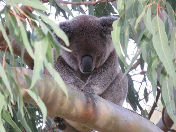 Koala Maschio Selvatico Adulto Albero Eucalipto — Foto Stock