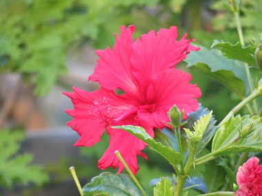 Çarpıcı kırmızı ebegümeci çiçek