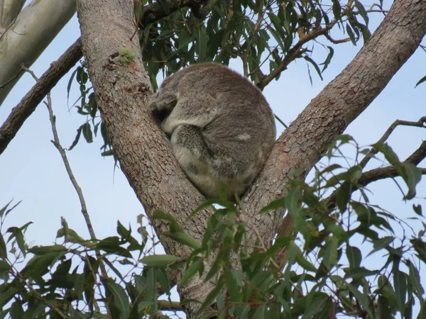 Och Detta Hur Koala Sover — Stockfoto