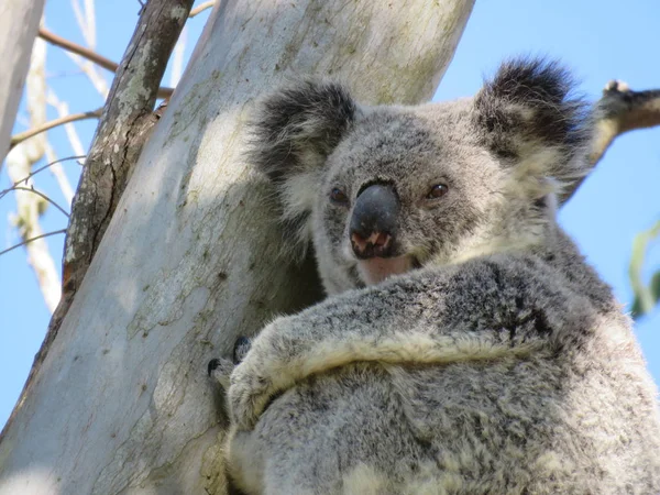 Casual Nåd Vild Kvinnlig Koala — Stockfoto